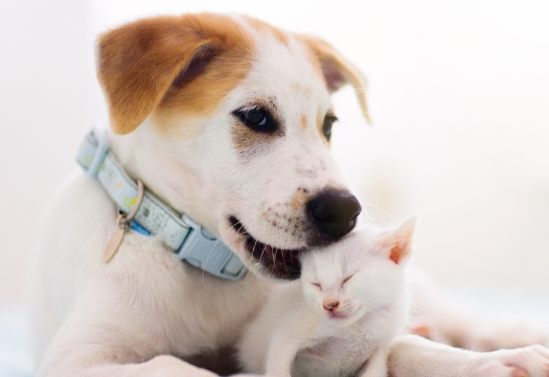 Best Veterinary Hospital In Manhattan Beach, CA | Bay Animal Hospital