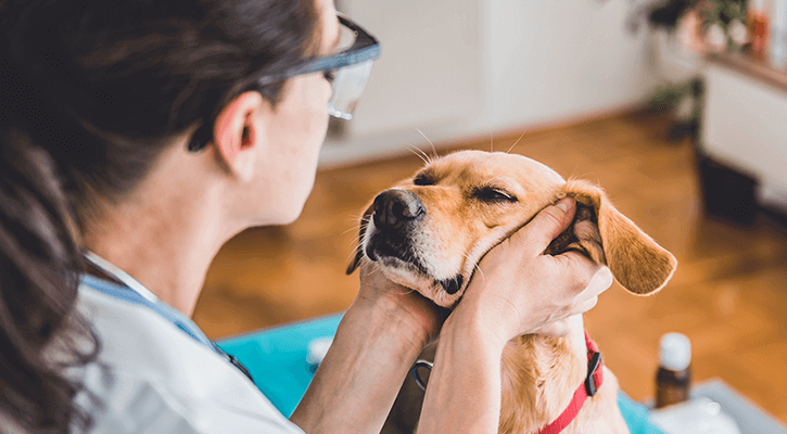 closeup of dog's face being affectionately held by vet