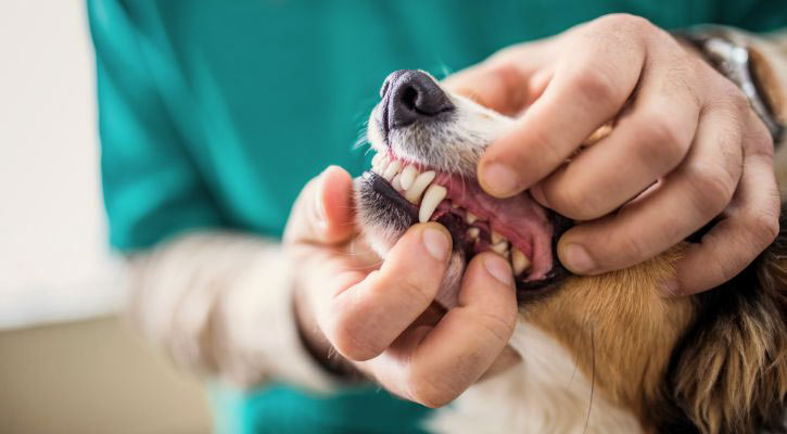 closeup of dog having teeth examined by vet