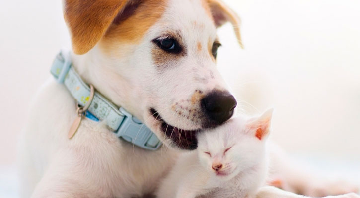 a dog licking a kitten