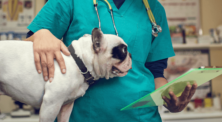 vet hold dog on surgery room