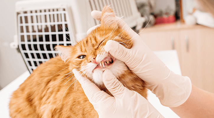 closeup of dog's face being affectionately held by vet