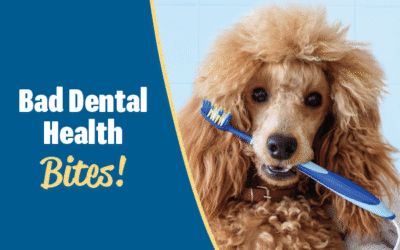 Bad Dental Health Bites