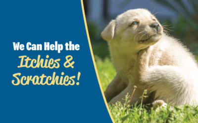 We Can Help the Itchies and Scratchies!